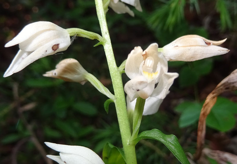 Cephalanthera longifolia e damasonium